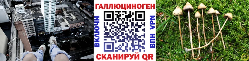 Купить закладки Дальнегорск Галлюциногенные грибы мухоморы